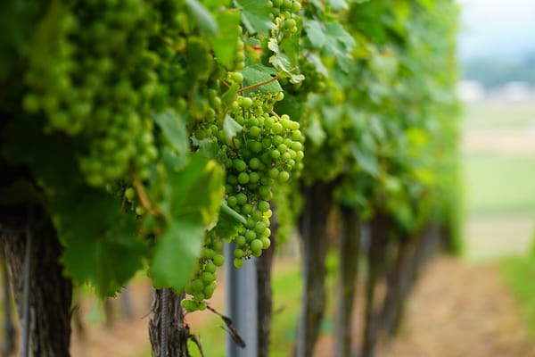 Langhe e Roero si arrendono ai diserbanti