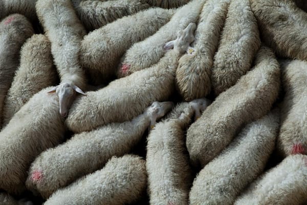 La lana delle pecore è un problema per gli allevatori